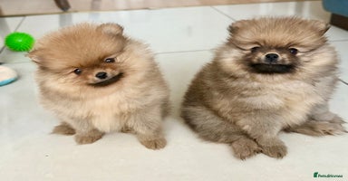 Pomeranian dogs - Advert 2