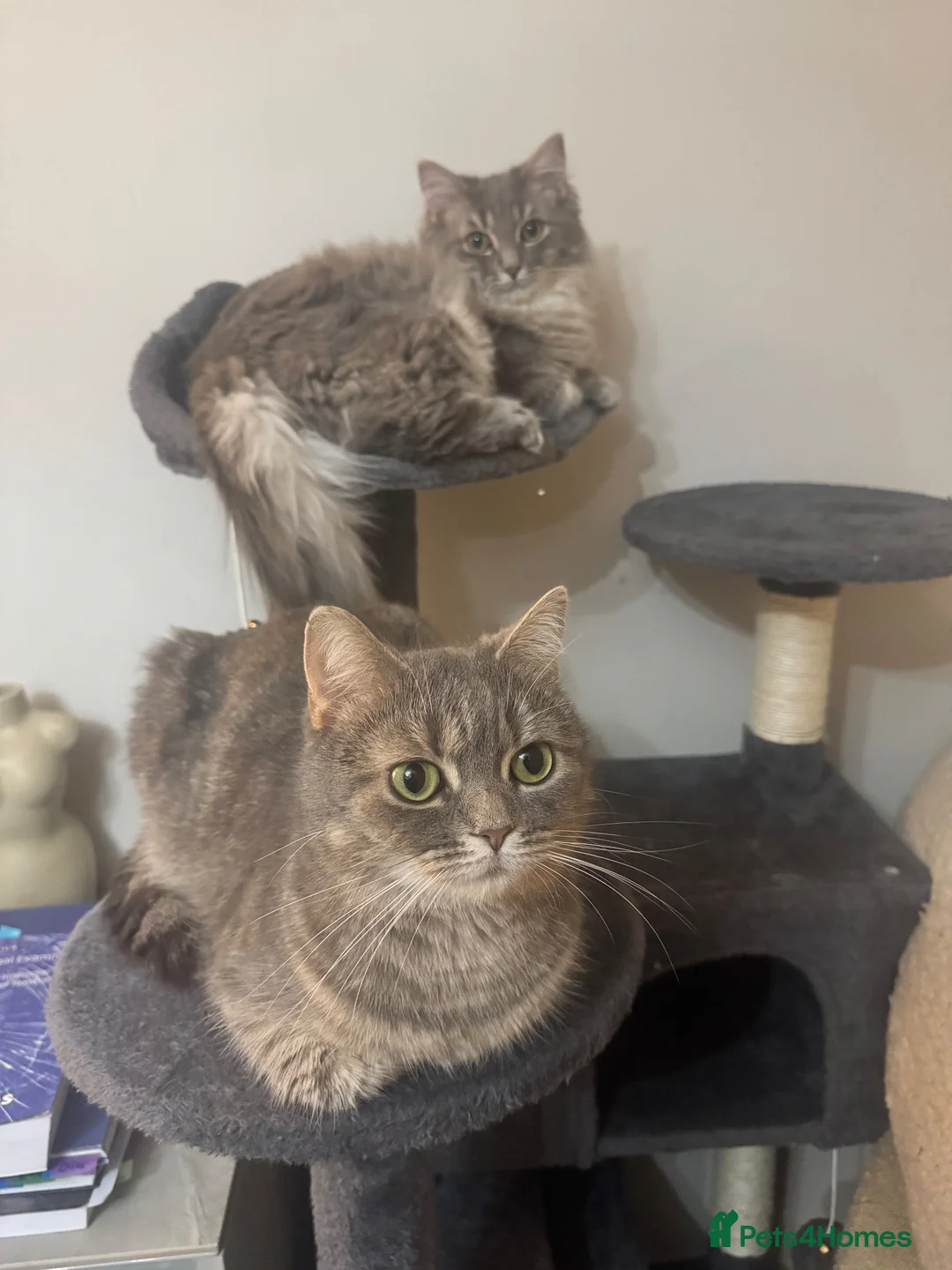 Ragdoll cats for sale: Gorgeous Ragdoll Cross Kittens - Advert 12