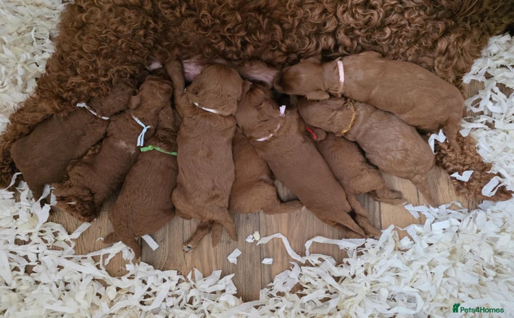 Mini Goldendoodle dogs - Advert 1