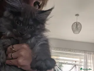 Maine Coon cats Exceptional Maine Coon Kittens for Loving Homes - Advert 1