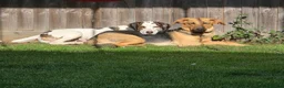 Mixed Breed dogs for adoption: Bonnie the perfect Nanny dog 2 yr old pointer X in Henlow - Advert 7
