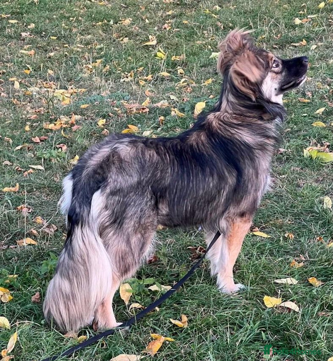 Border Collie dogs for adoption: MONA – Border Collie (Female) - Advert 3