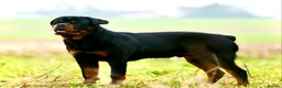Rottweiler dogs for stud: KC Registered, 5 Star Bloodlines, STUD ONLY in Rugby - Advert 3