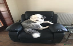 Old English Sheepdog dogs for sale: Beautiful Baby boy - Image 3