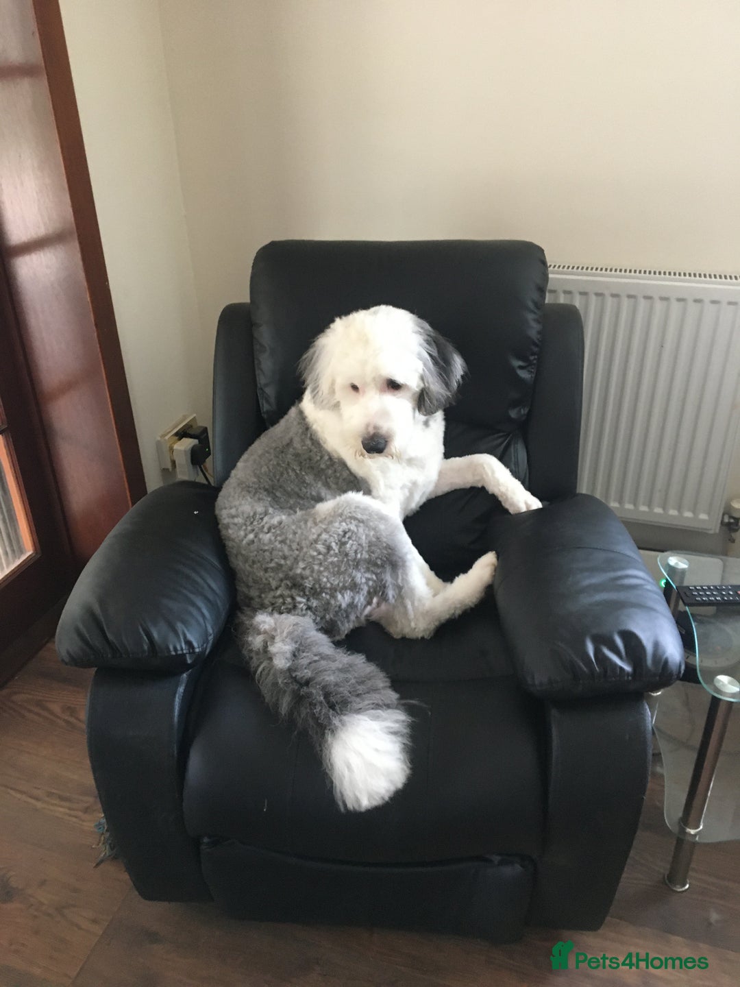 Old English Sheepdog dogs for sale: Beautiful Baby boy - Image 3