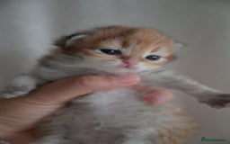 British Shorthair cats for sale: Golden Shaded Kittens WCF & TICA Registered - Image 19