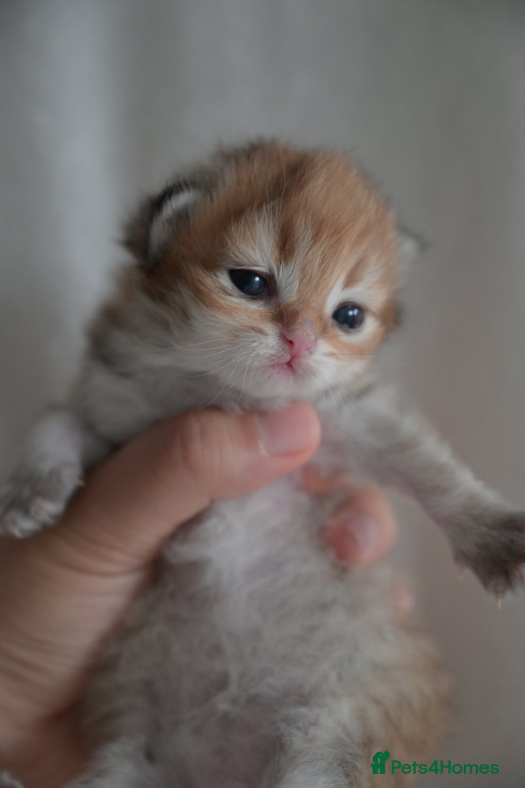 British Shorthair cats for sale: Golden Shaded Kittens WCF & TICA Registered - Image 19