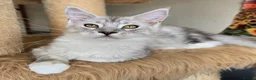 Maine Coon cats for sale: Ready now Silver with white Maine Coon kittens - Advert 35