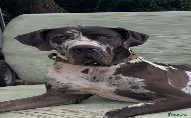 Great Dane dogs - Advert 11