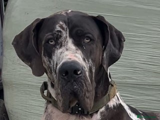 Great Dane dogs - Advert 15