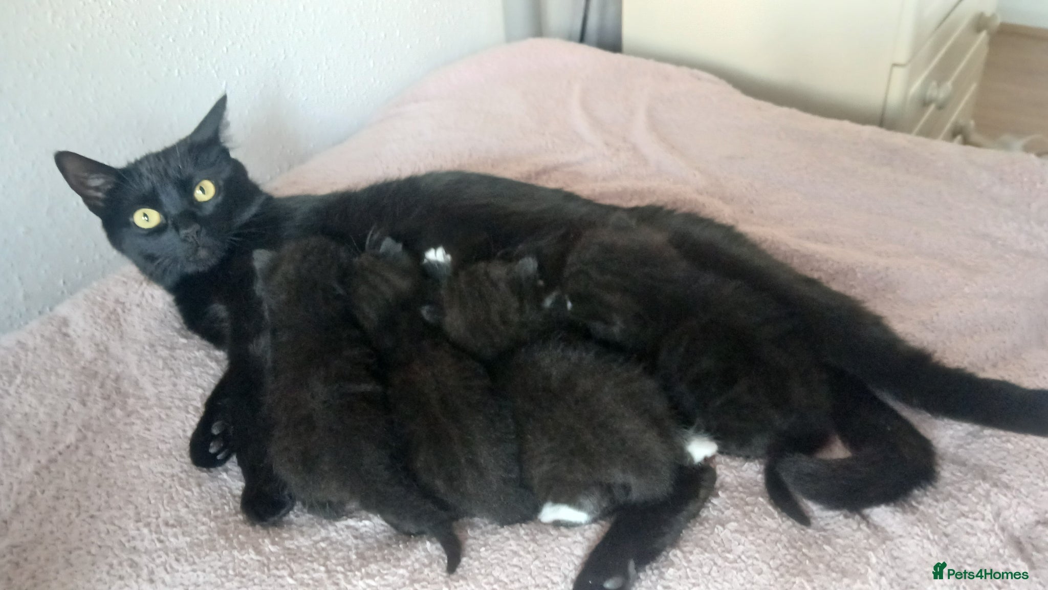 Mixed Breed cats 3 kittens available  - Advert 2
