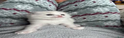 Ragdoll cats for sale: 🏆gccf ragdoll kitten-exceptional pedigree - Advert 17