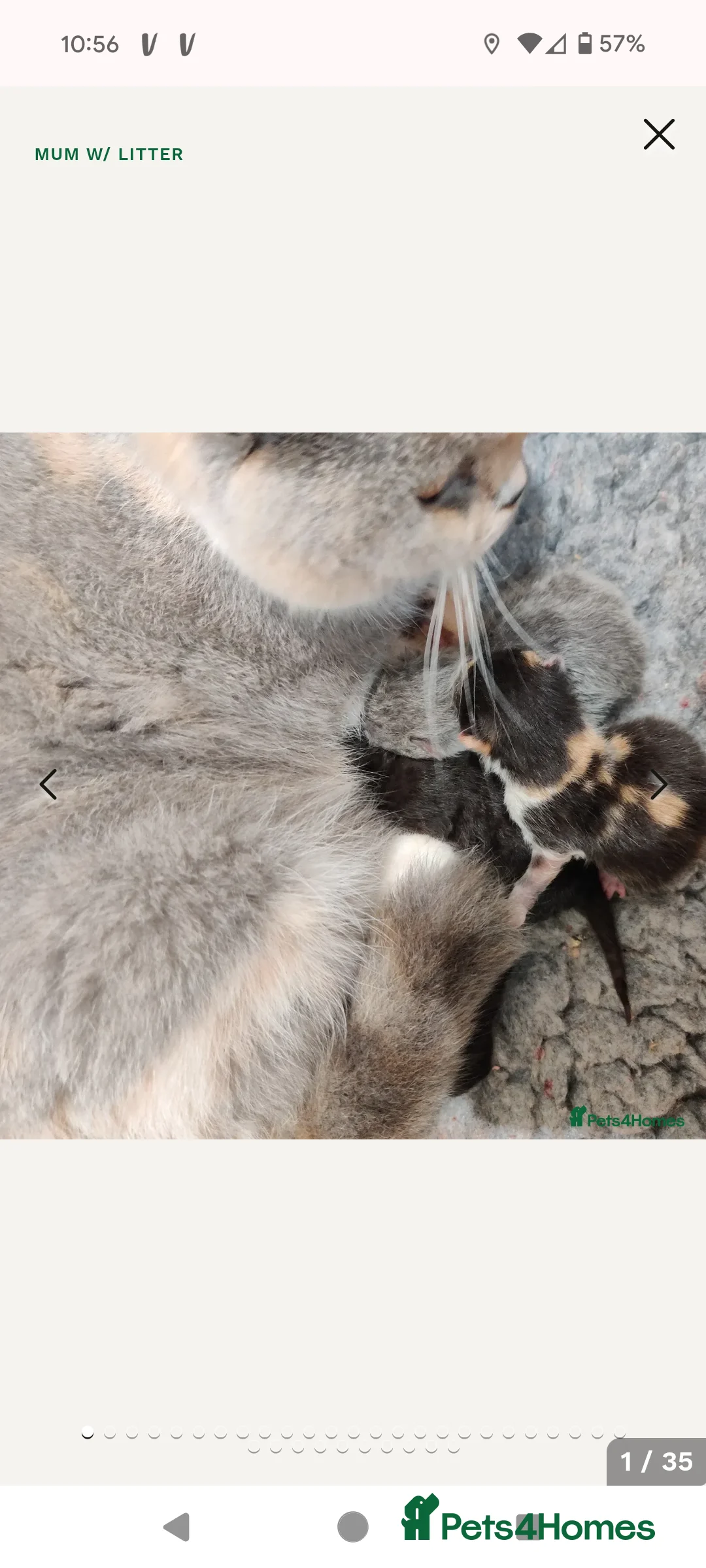 British Shorthair cats for sale: Gorgeous lilac tortie girl please read advent  - Advert 2