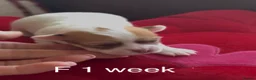 Chihuahua dogs for sale: Chihuahua puppies 🐶  - Advert 21
