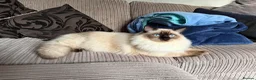 Mixed Breed cats for sale: Half ragdoll kittens  in Lancaster - Advert 2