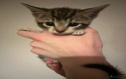 Mixed Breed cats for sale: Kittens ready to go! - Advert 4