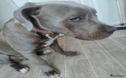 Mixed Breed dogs for sale: 9 month old BFG mastiff cross Reeko 🥰 - Image 10