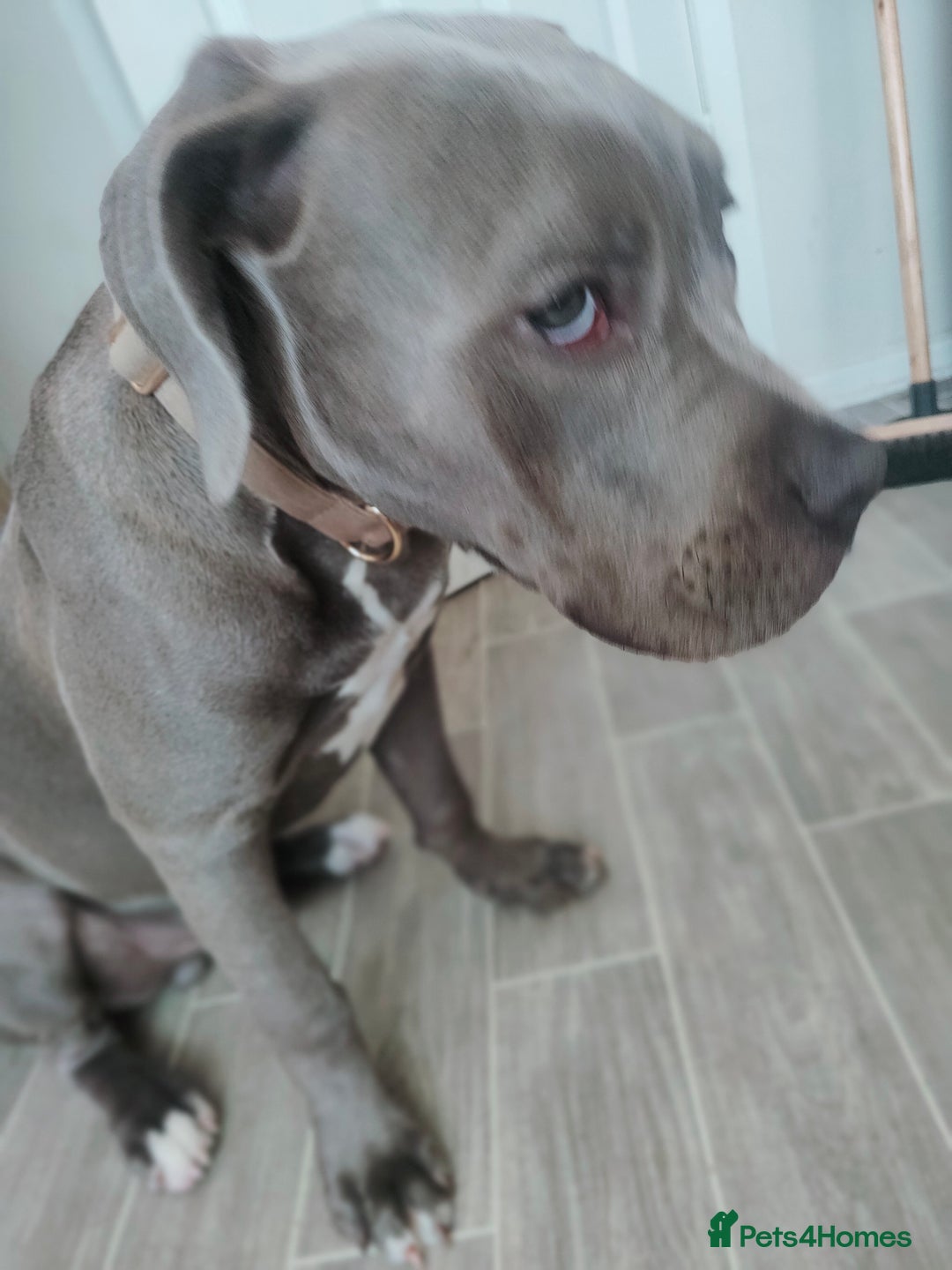 Mixed Breed dogs for sale: 9 month old BFG mastiff cross Reeko 🥰 - Image 10
