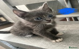 Ragdoll cats for sale: LAST 2 Ragdoll mix kittens - Image 9