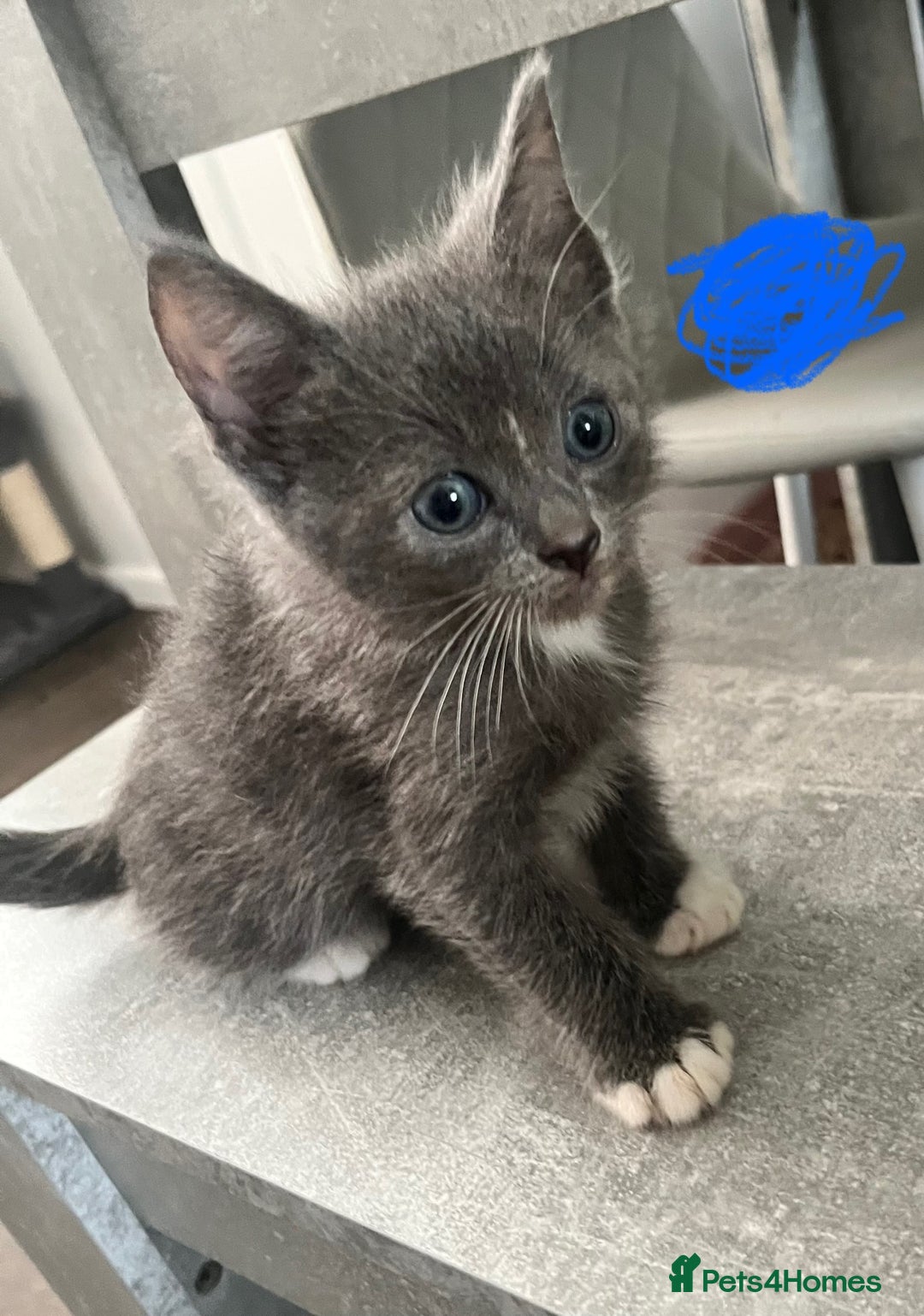 Ragdoll cats for sale: LAST 2 Ragdoll mix kittens - Image 9
