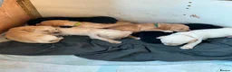 Mixed Breed dogs for sale: Staffydor  - Advert 8
