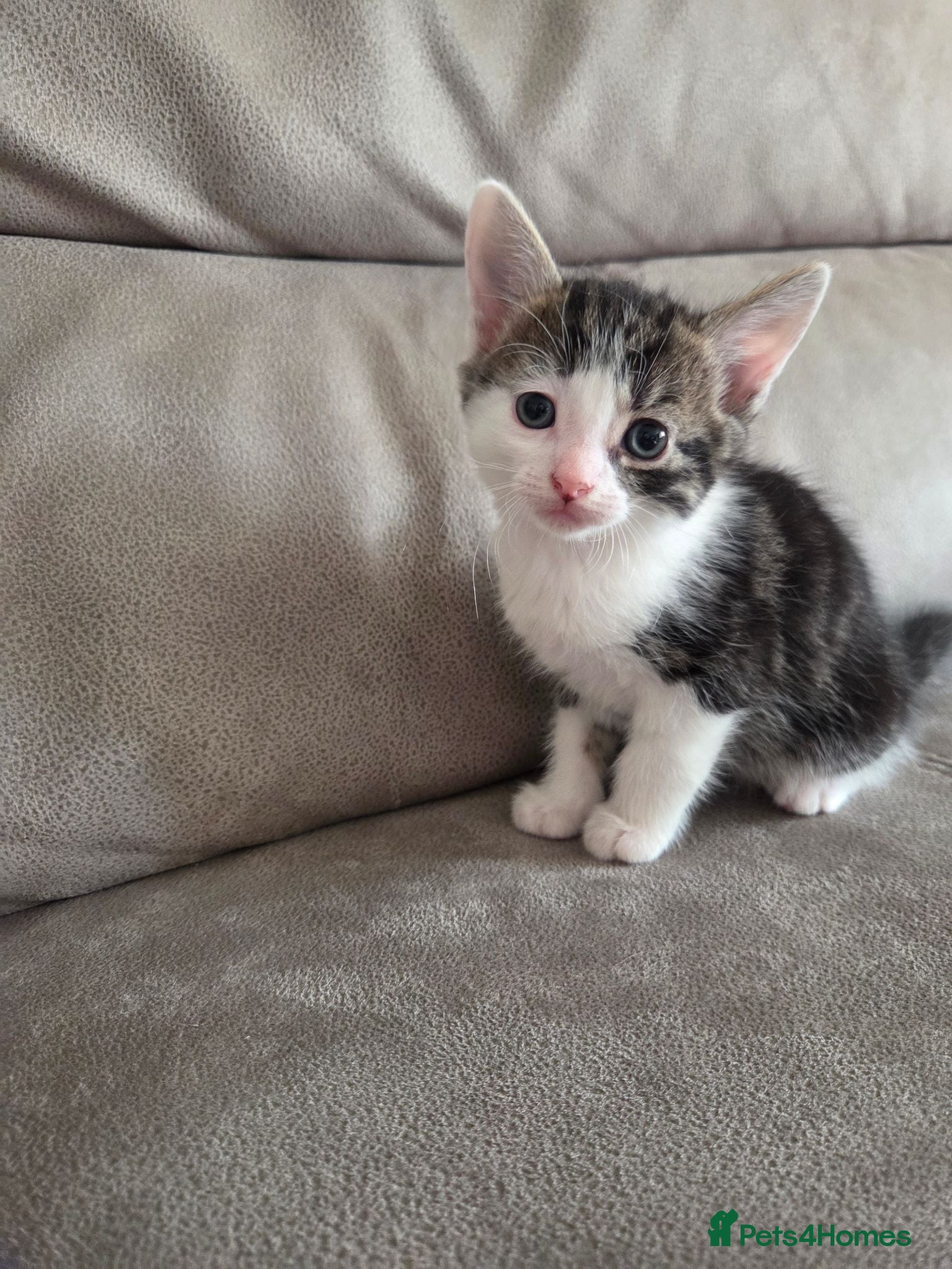 Mixed Breed cats 4 girls and 2 boys - Advert 1