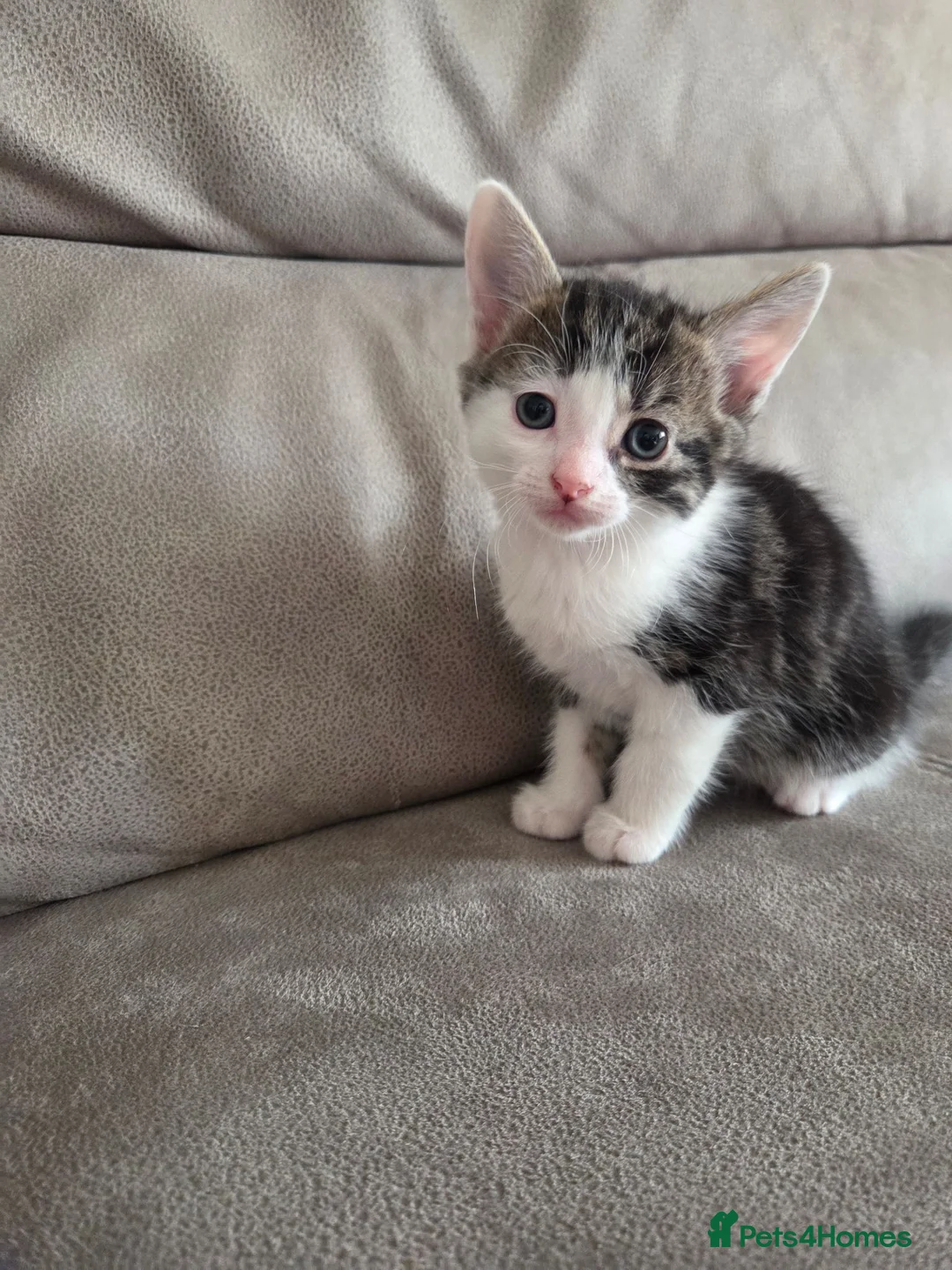 Mixed Breed cats for sale: 4 girls and 2 boys - Advert 1