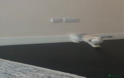 Mini Lop rabbits for sale: cappuccino female rabbit hutch included  - Image 2