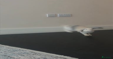 Mini Lop rabbits - Advert 8