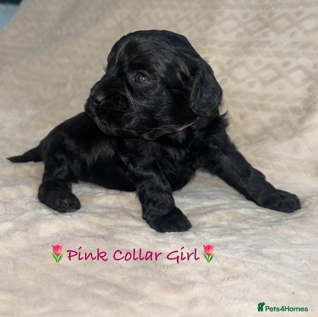 Cavapoo dogs for sale: Beautiful F1 Cavapoo Puppies  - Image 30