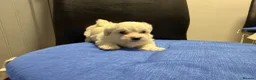 Bichon Frise dogs for sale: 🐾 Gorgeous Bichon Frise Puppies – Ready Soon - Advert 13