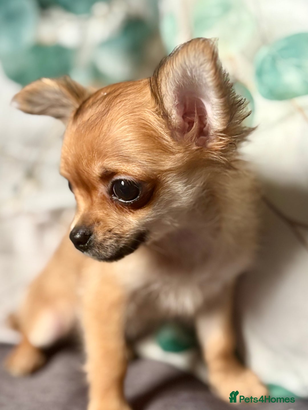 Chihuahua dogs for sale: REDUCED last long hair female pup. - Image 17