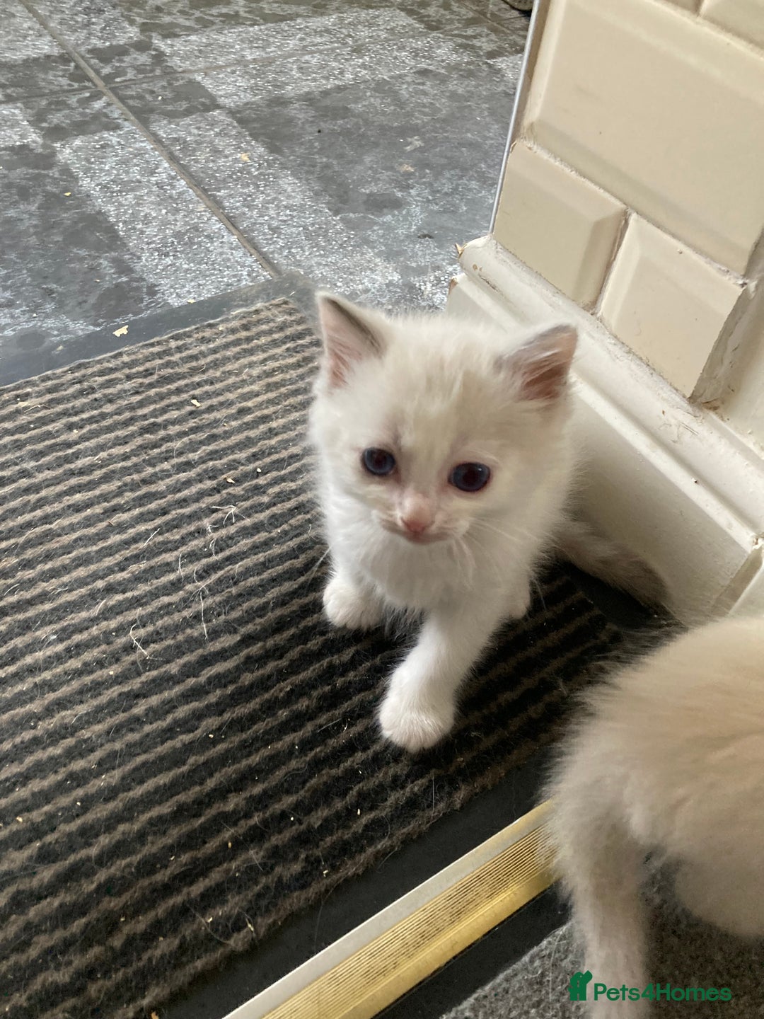 Ragdoll cats for sale: Ragdoll kitten READY NOW male and female £550 each - Image 6