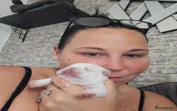 French Bulldog dogs for sale: Female White french bulldog - Image 20