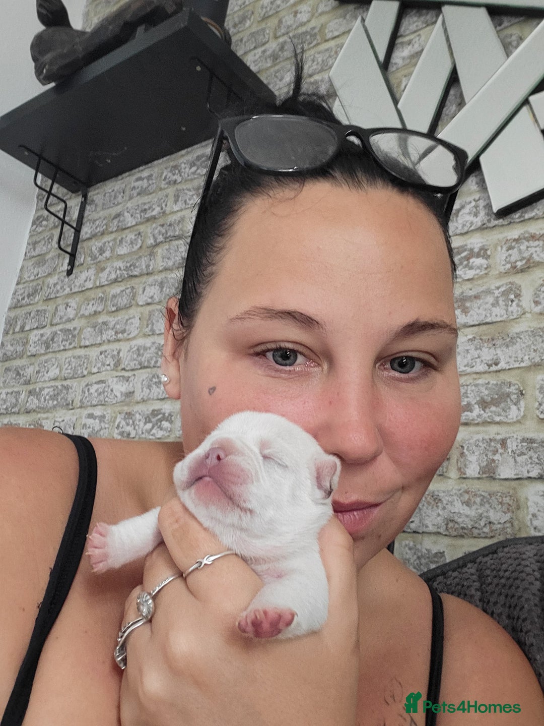 French Bulldog dogs for sale: Female White french bulldog - Image 20