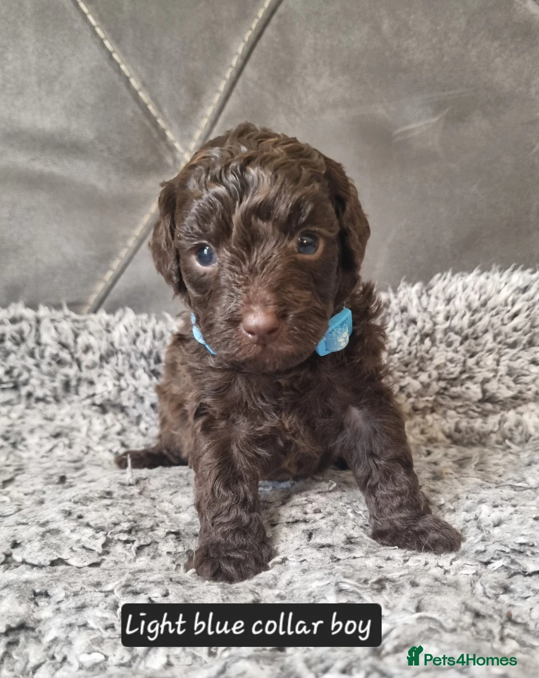 Cavapoo dogs for sale: Cavapoo f1b puppies  - Advert 4