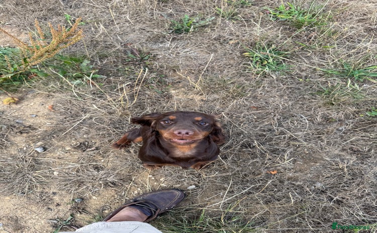 Cocker Spaniel dogs - Advert 2