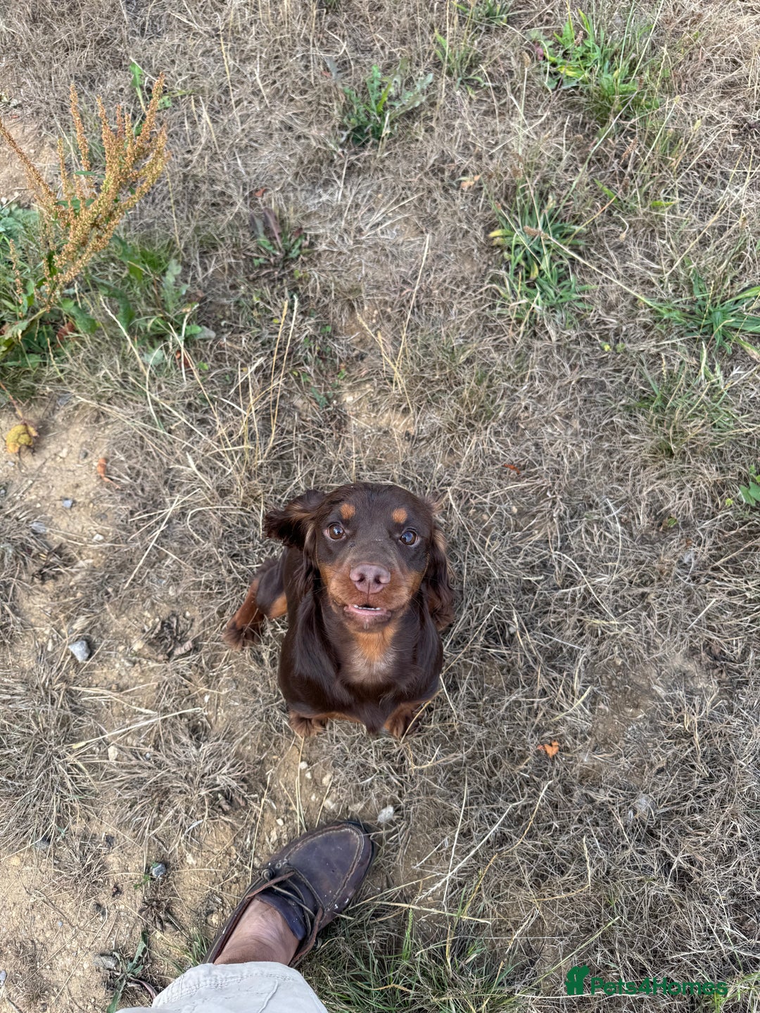 Cocker Spaniel dogs for stud: Chocolate and Tan Cocker Spaniel At Stud - Image 1