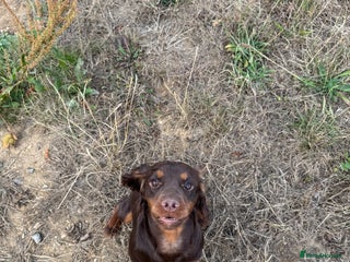 Cocker Spaniel dogs - Advert 29