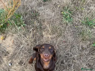Cocker Spaniel dogs Chocolate and Tan Cocker Spaniel At Stud - Advert 1