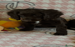 Cocker Spaniel dogs for sale: Cocker spaniel pups - Image 1
