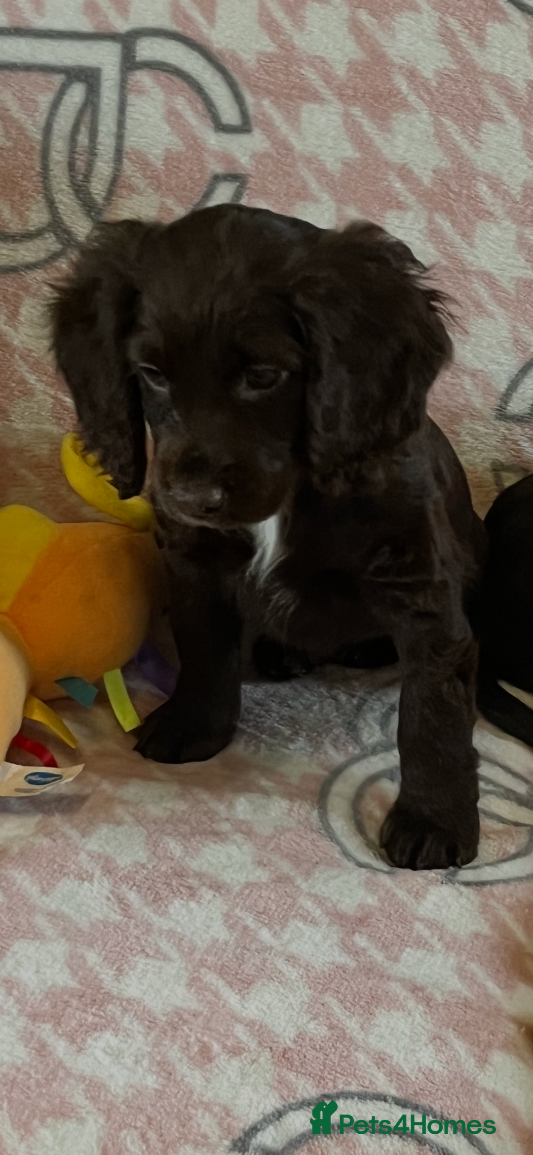 Cocker Spaniel dogs for sale: Cocker spaniel pups - Image 1