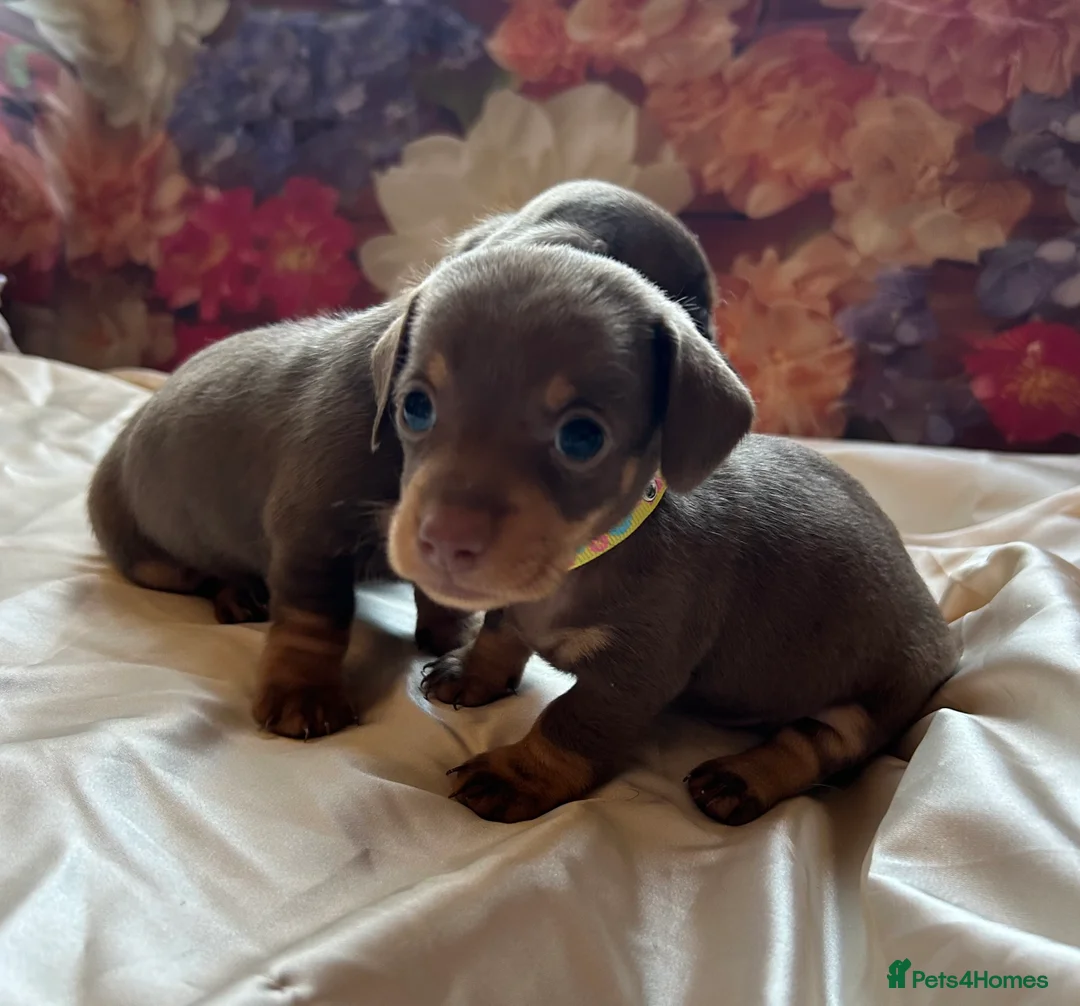 Miniature Dachshund dogs for sale: Miniature dachshund puppies 🐶  - Advert 20