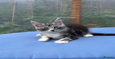 Maine Coon cats - Advert 1