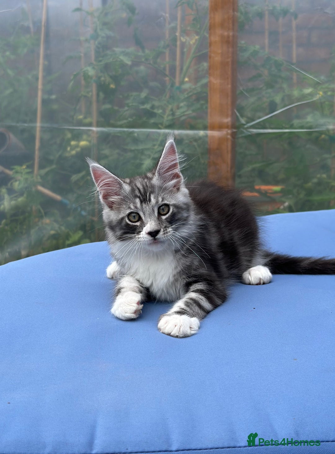 Maine Coon cats for sale: Maine Coons with Tests, Papers & Vet Checks  - Image 3