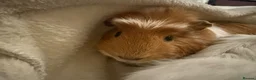 Guinea Pig rodents for sale: 2 female guinea pigs!  - Advert 2