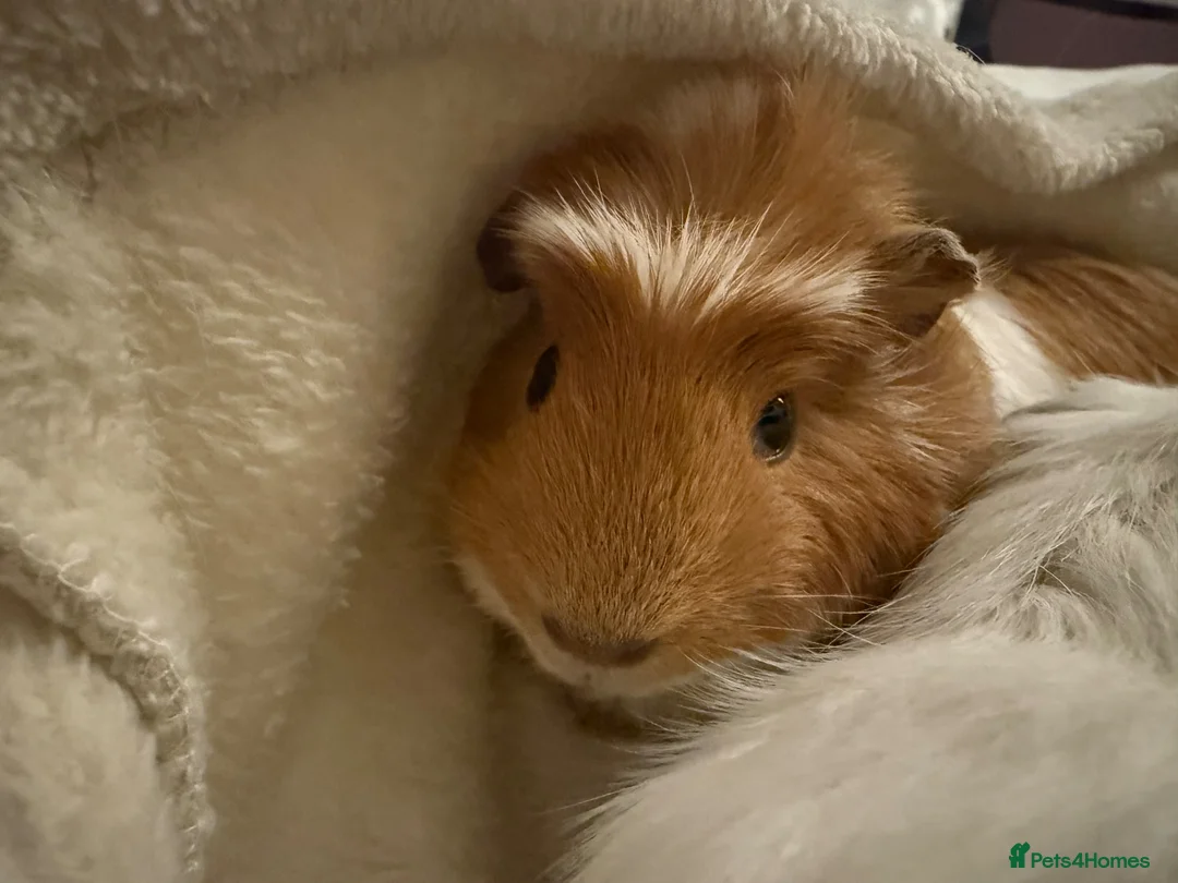 Guinea Pig rodents for sale: 2 female guinea pigs!  - Advert 2