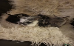 Mini Lion Lop rabbits for sale: Beautiful baby rabbits. - Image 1