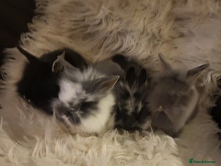 Mini Lion Lop rabbits Beautiful baby rabbits. - Advert 2