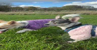 Mixed Breed dogs 1 full chihuahua and 1 jack chi - Advert 11